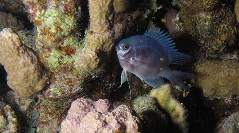 Sataya Reef Marsa Alam