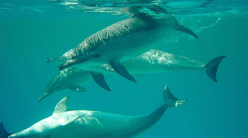 Sataya Reef Marsa Alam