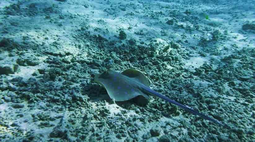 Sataya Reef Marsa Alam