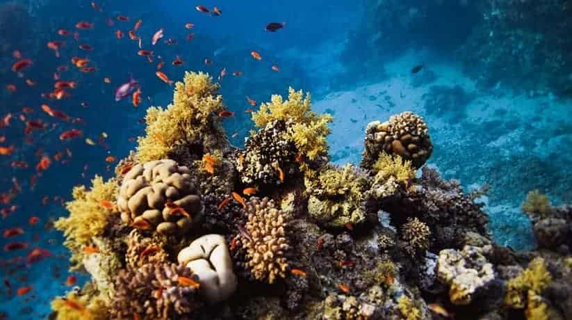 Sataya Reef Marsa Alam