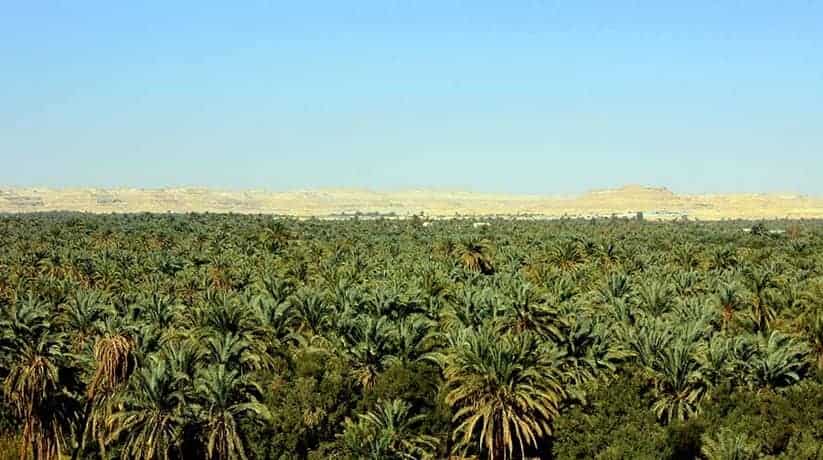 Siwa Olive and Palm Groves