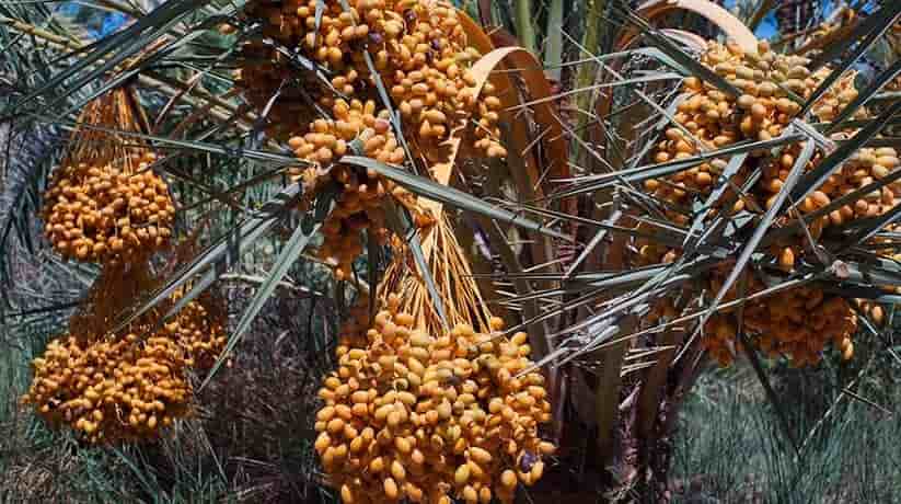 Siwa Olive and Palm Groves