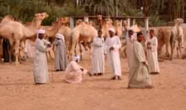 Daraw Camel Market tour