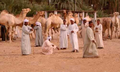 Daraw Camel Market tour