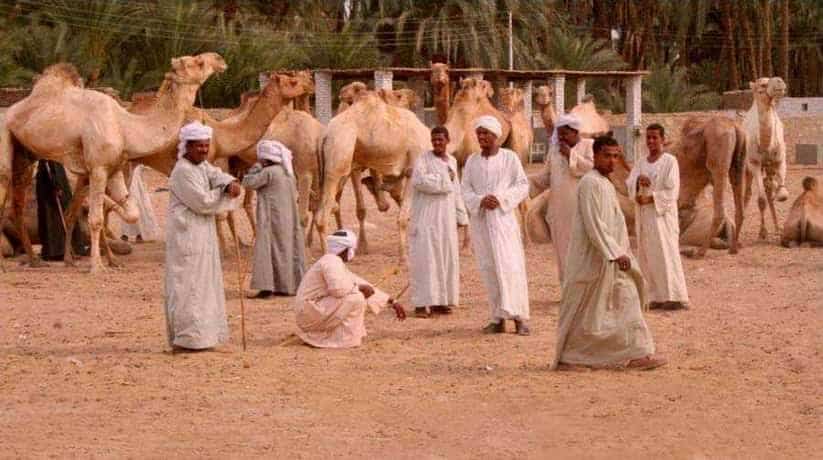 Daraw Camel Market tour