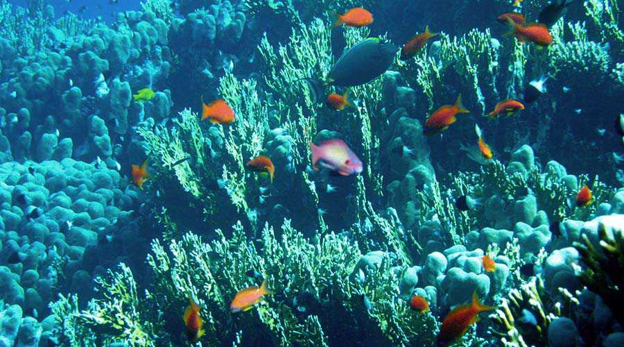 St Johns Reef Egypt