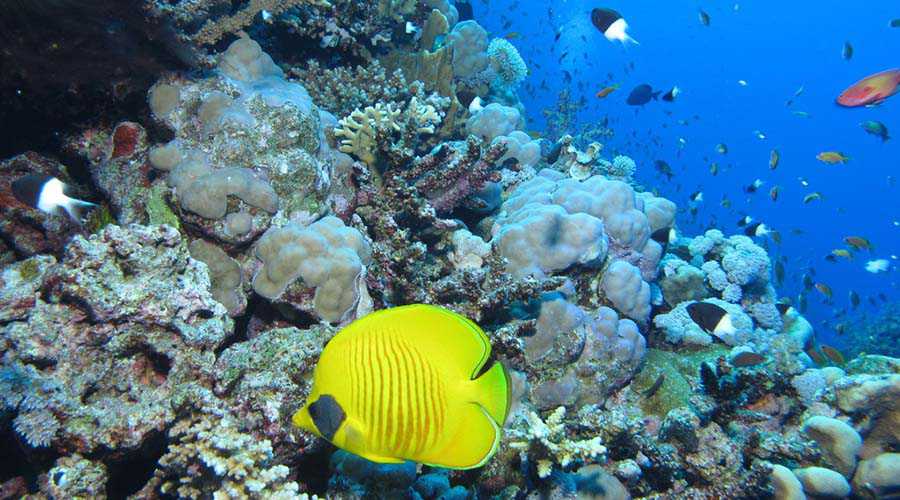 St Johns Reef Egypt