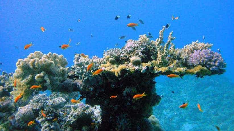 The Tower Reef Sharm