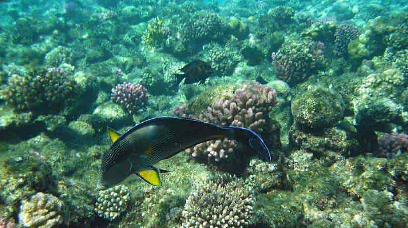 The Tower Reef Sharm