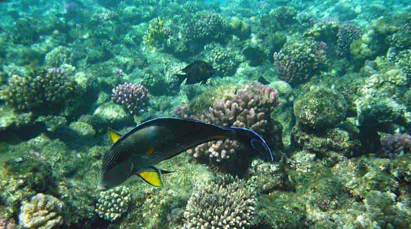 Egypt Reef Diving