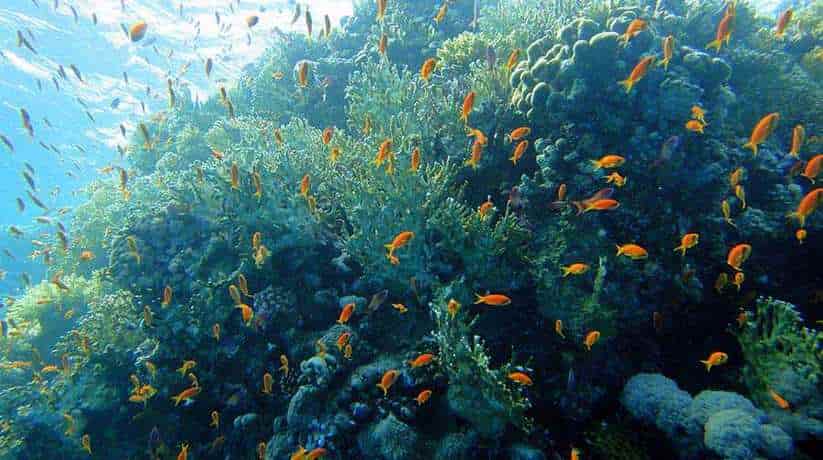 Egypt Reef Diving