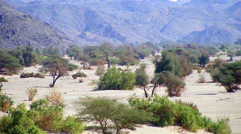 Wadi El Allaqi Aswan