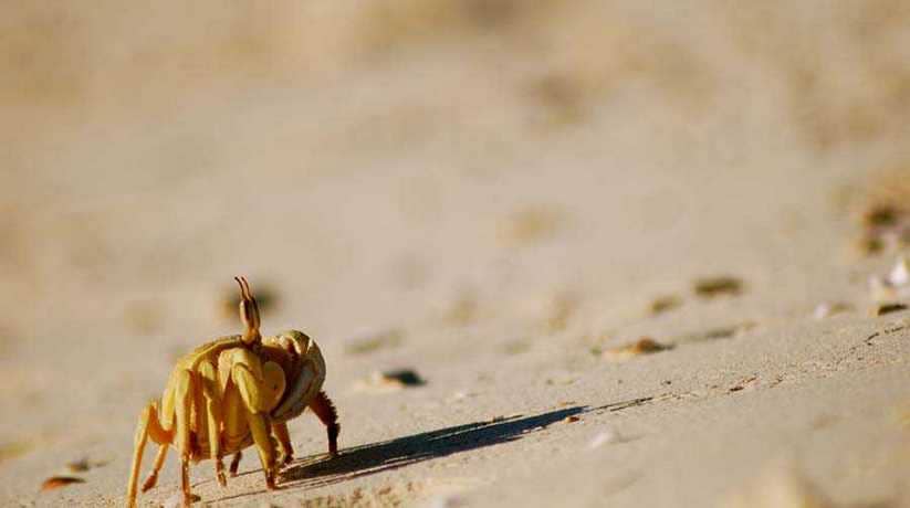 Egypt Nature Exploration