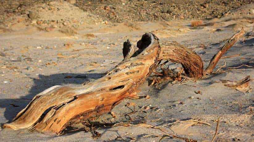 Wadi El Gemal National Park