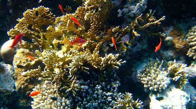 Woodhouse Reef Sharm Egypt