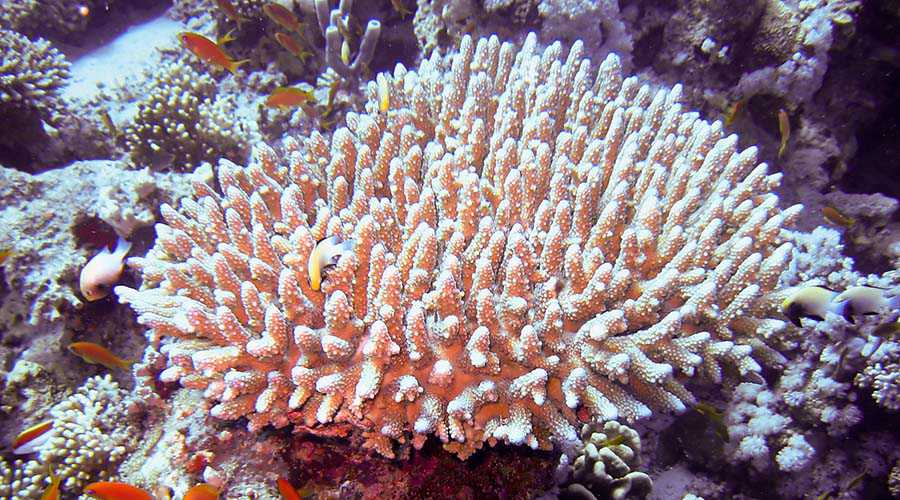 Woodhouse Reef Sharm Egypt